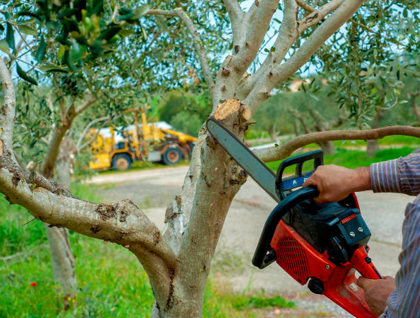 Best Dead Tree Removal  in Ridgway, PA